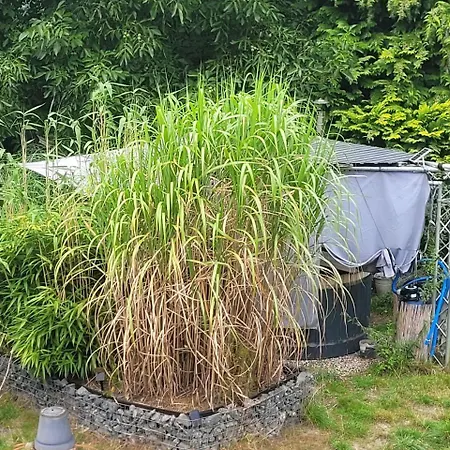 Waldtraum Wendland *