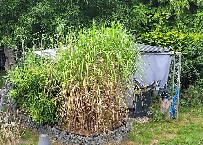 Waldtraum Wendland *